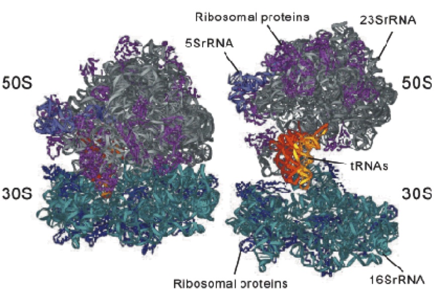 ribosome