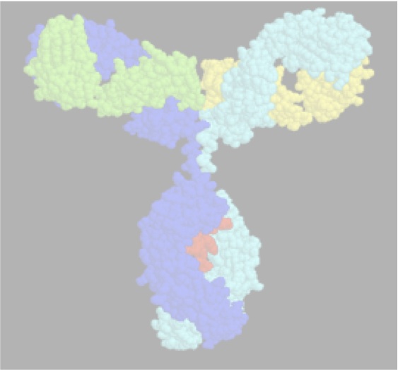 antibody
