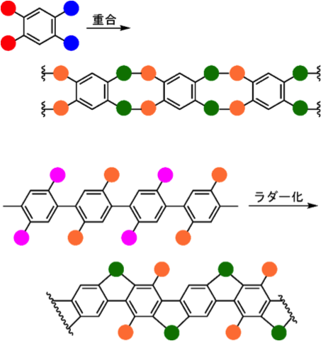 ラダー型高分子の合成